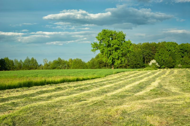 Land Clearing for Agriculture
