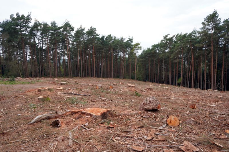 Stump and Root Removal