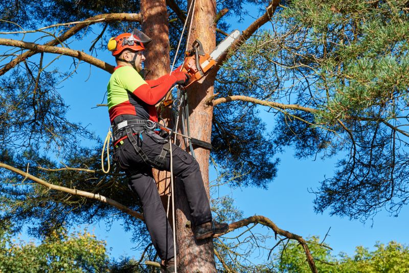 Tree and Vegetation Removal