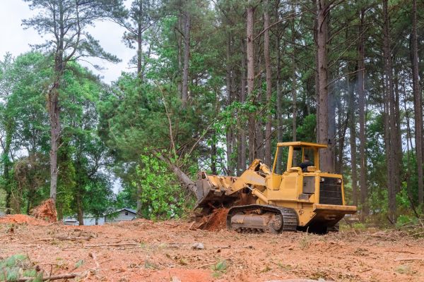 Cost of Forestry Clearing in Brownsville