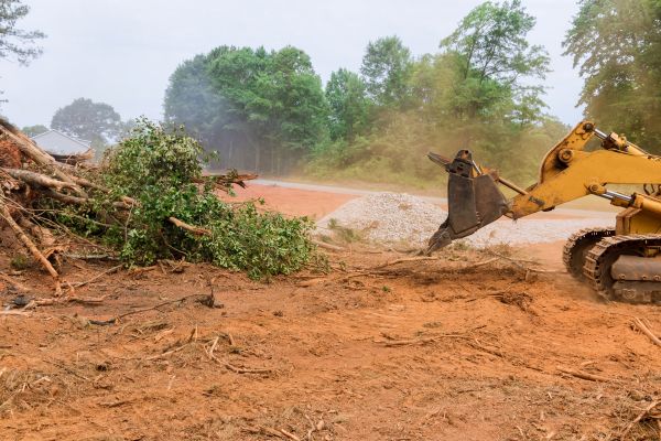 Cost of Forestry Mulching Service in Brownsville