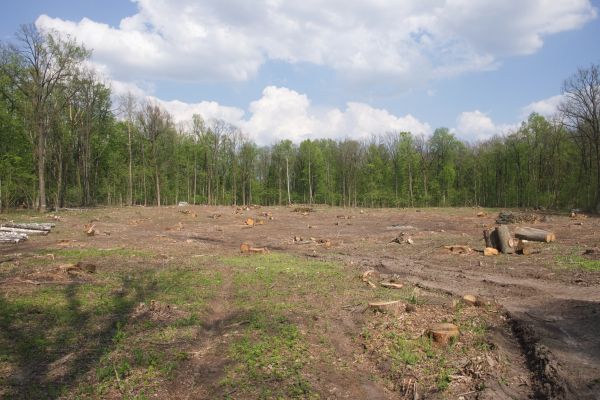 Cost of Pasture Clearing in Brownsville