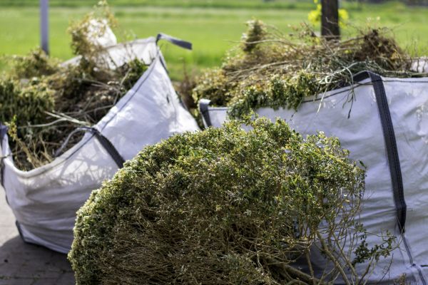 Cost of Bushes Clearing in Brownsville