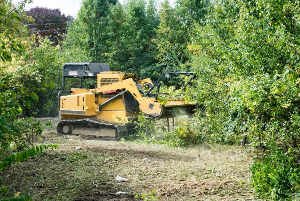 Cost of Pathway Clearing in Brownsville