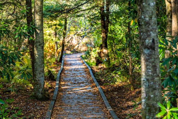 Cost of Trail Clearing in Brownsville