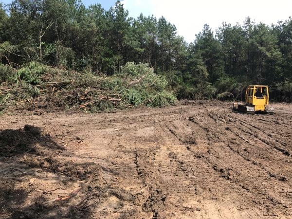 Cost of Thicket Clearing in Brownsville